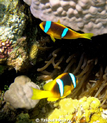 Red Sea anemonefish by Yakout Hegazy 